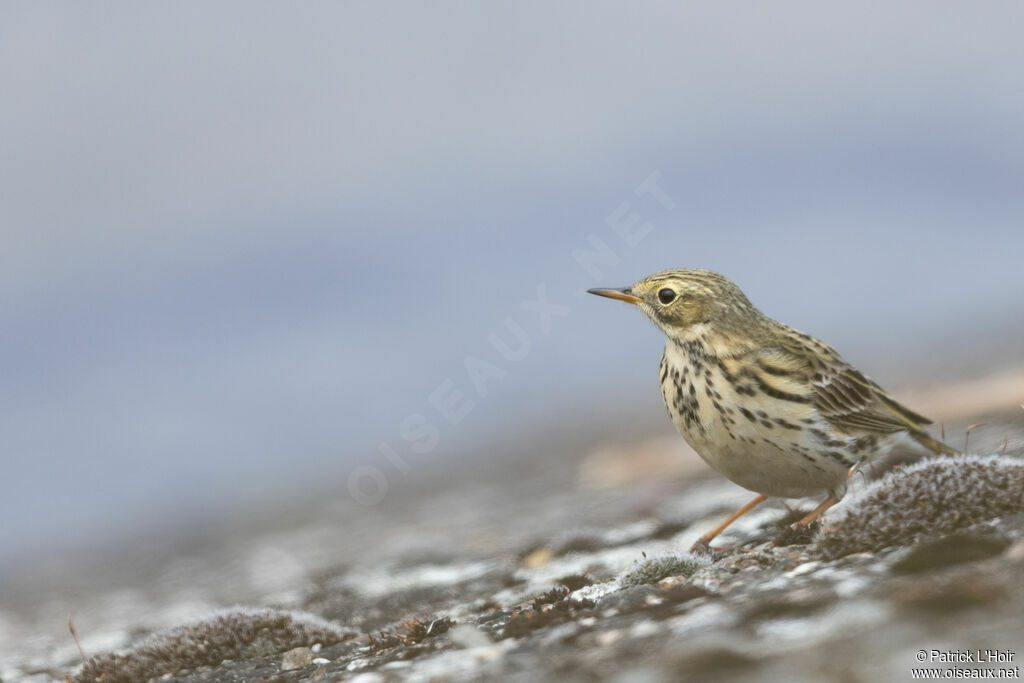 Pipit farlouse