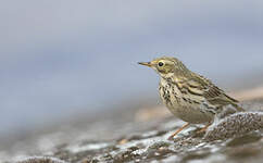 Pipit farlouse