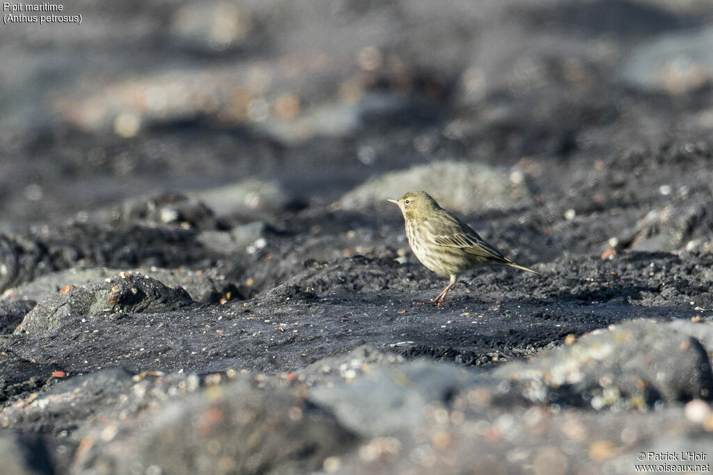 Eurasian Rock Pipit