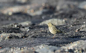 Eurasian Rock Pipit