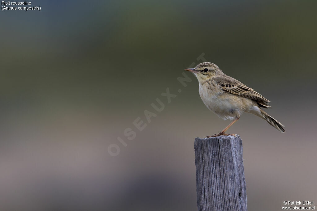 Pipit rousselineadulte, portrait, mange