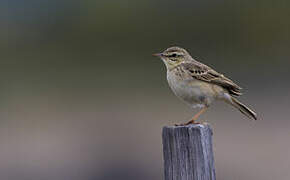 Tawny Pipit