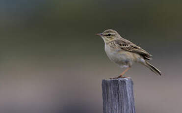 Pipit rousseline