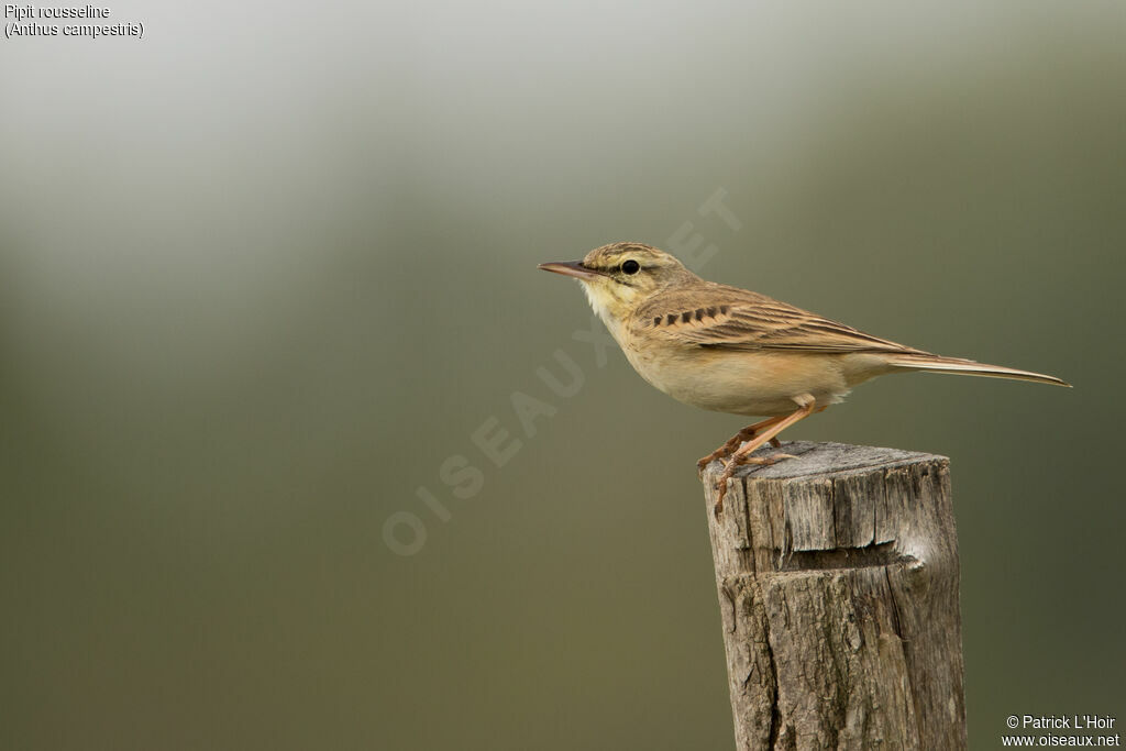 Pipit rousseline