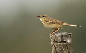 Pipit rousseline