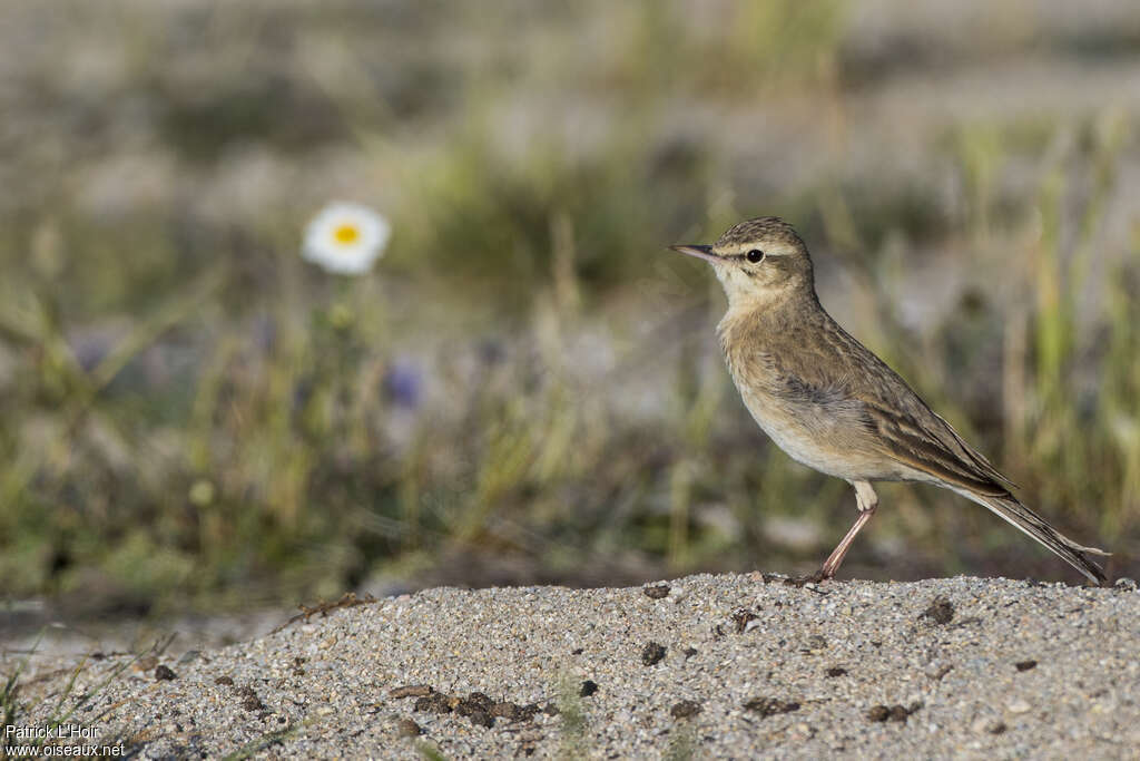 Pipit rousselineadulte