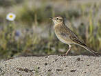 Pipit rousseline