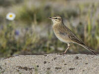 Pipit rousseline