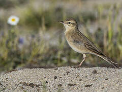 Pipit rousseline