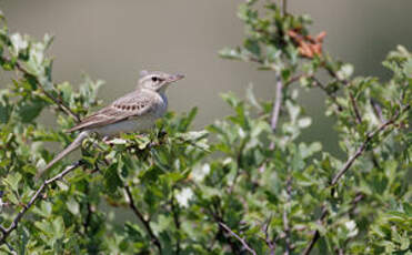 Pipit rousseline