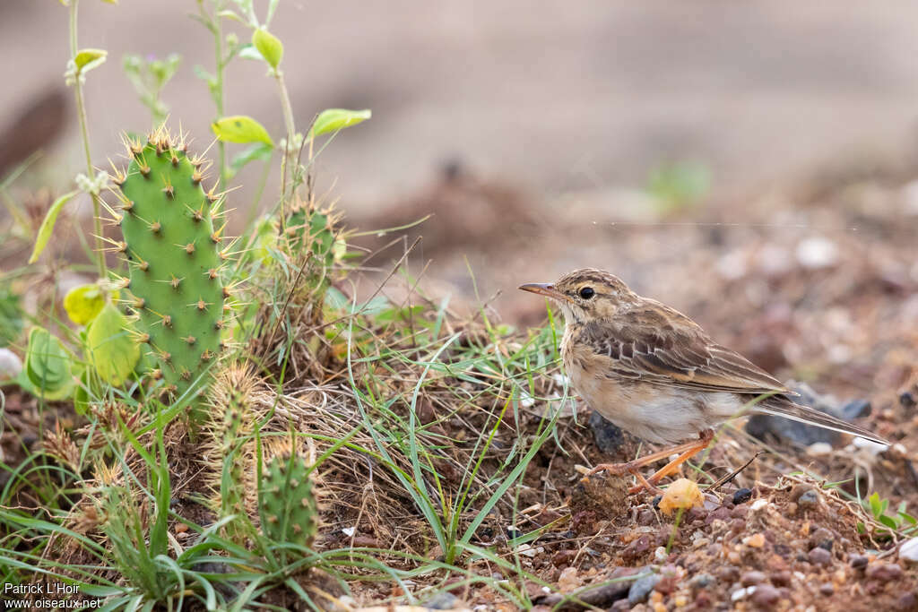 Paddyfield Pipit, habitat, moulting, camouflage, pigmentation