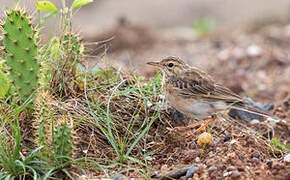 Paddyfield Pipit