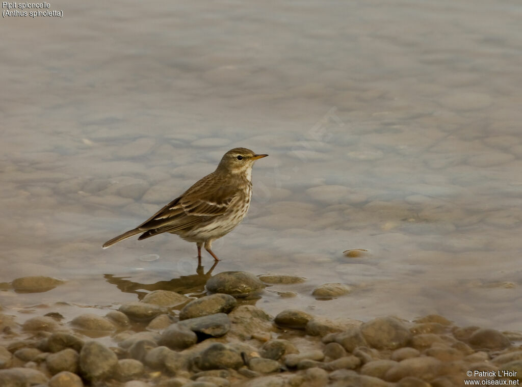 Water Pipit