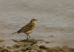 Water Pipit