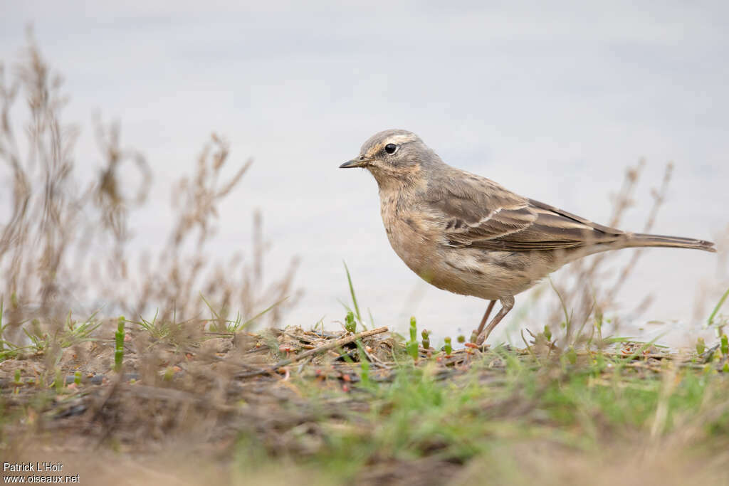 Water Pipitadult breeding, identification