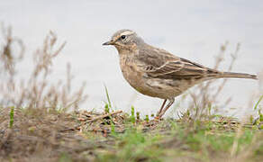 Water Pipit