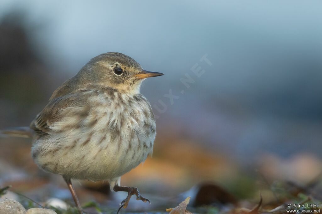 Water Pipitadult post breeding