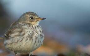 Water Pipit