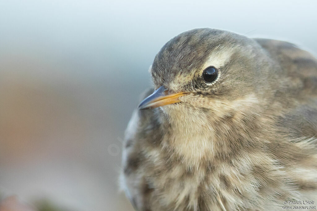 Pipit spioncelleadulte internuptial