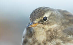 Water Pipit