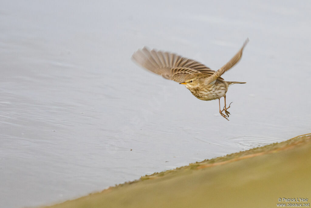 Water Pipit