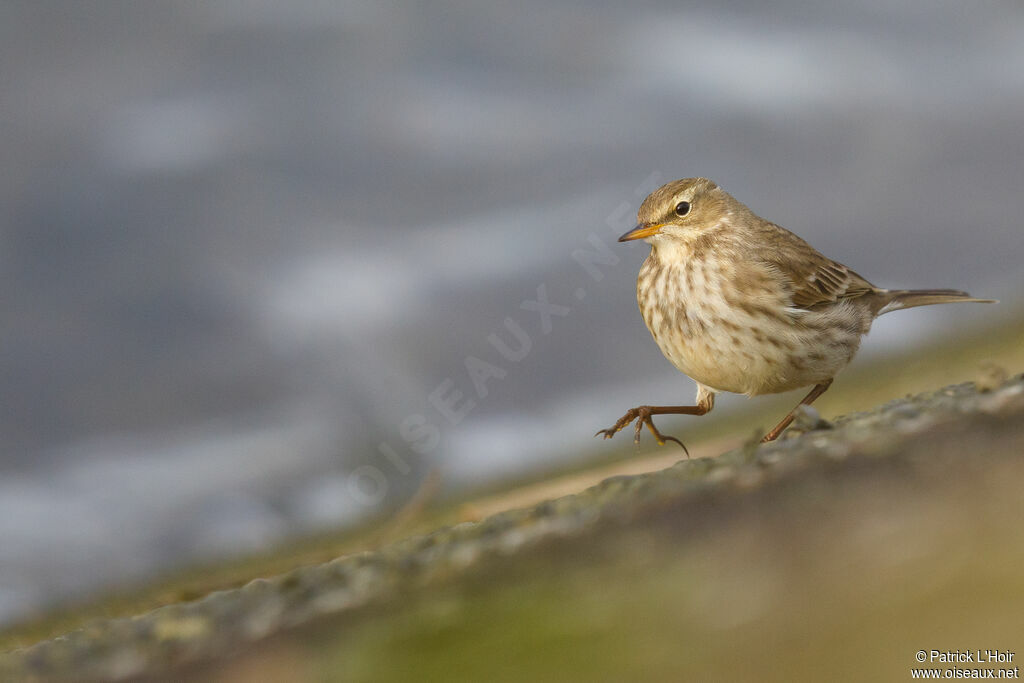 Water Pipit