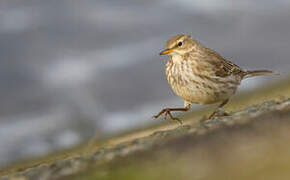 Water Pipit