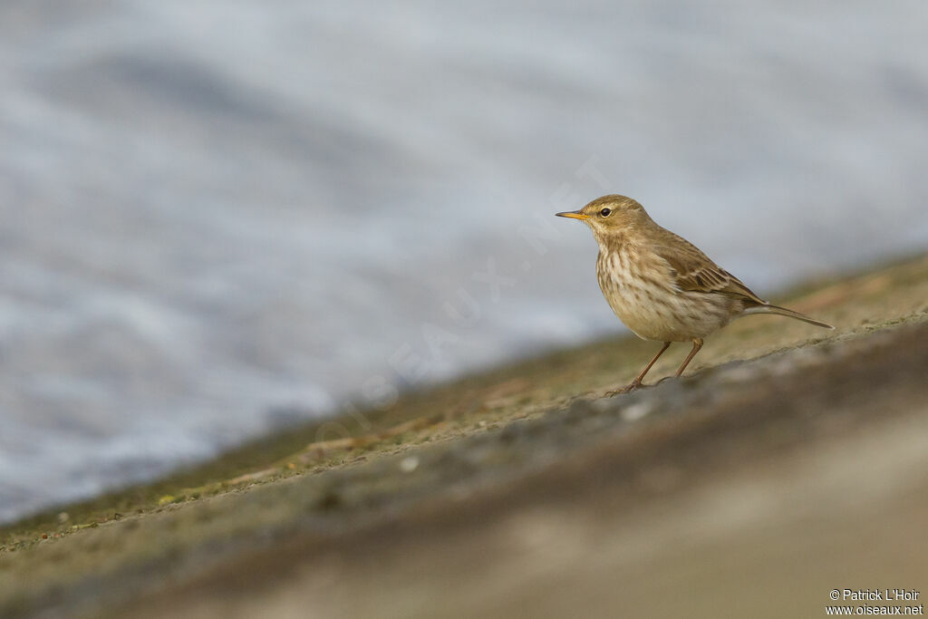 Water Pipit