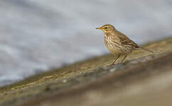 Pipit spioncelle