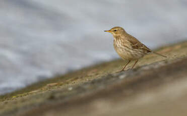 Pipit spioncelle