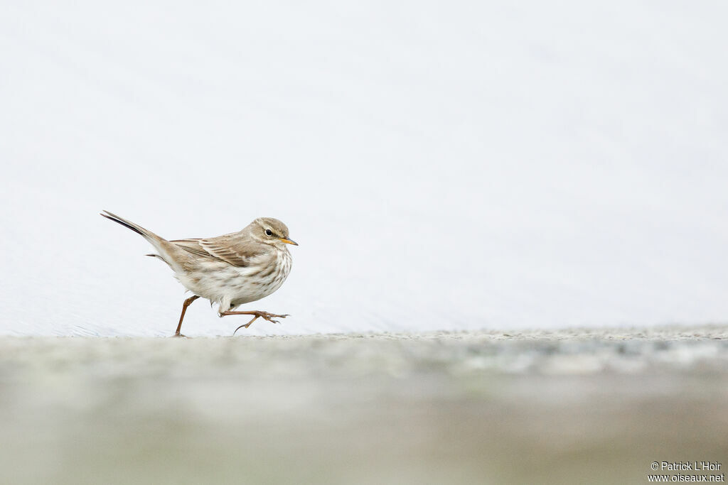 Water Pipit