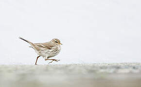 Water Pipit