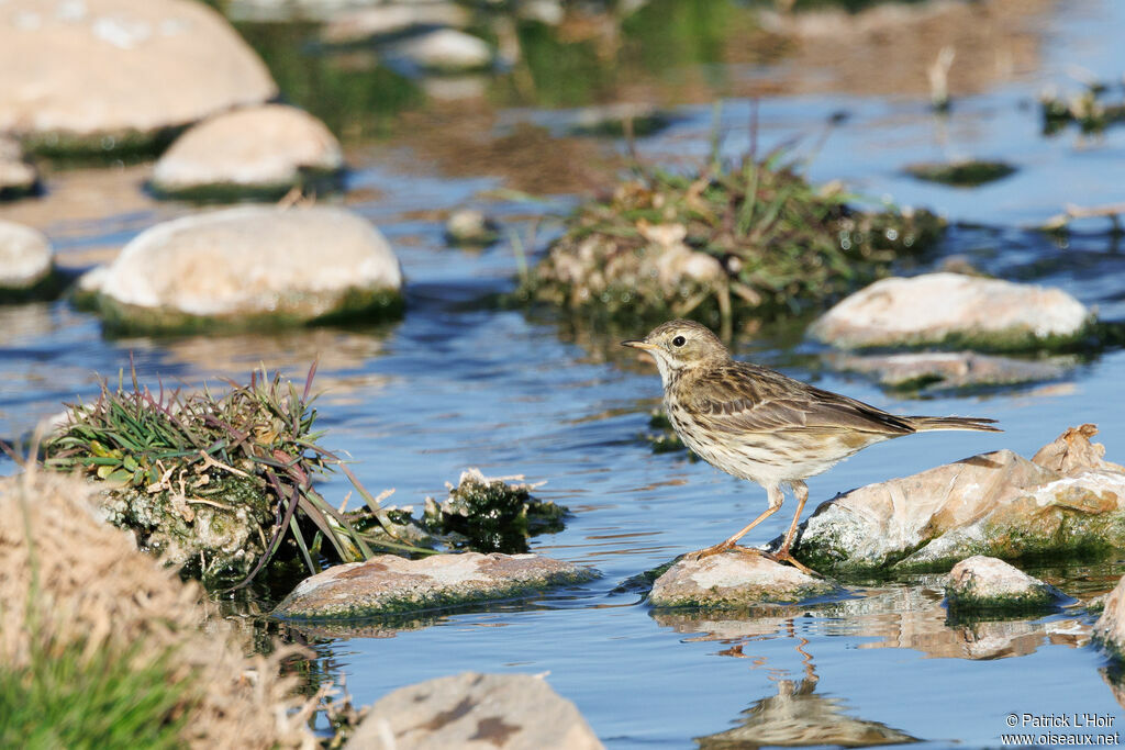 Pipit spioncelle