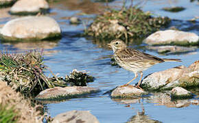 Water Pipit