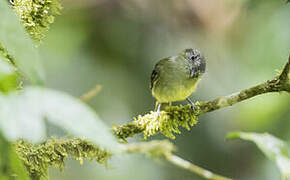 Slaty-capped Flycatcher