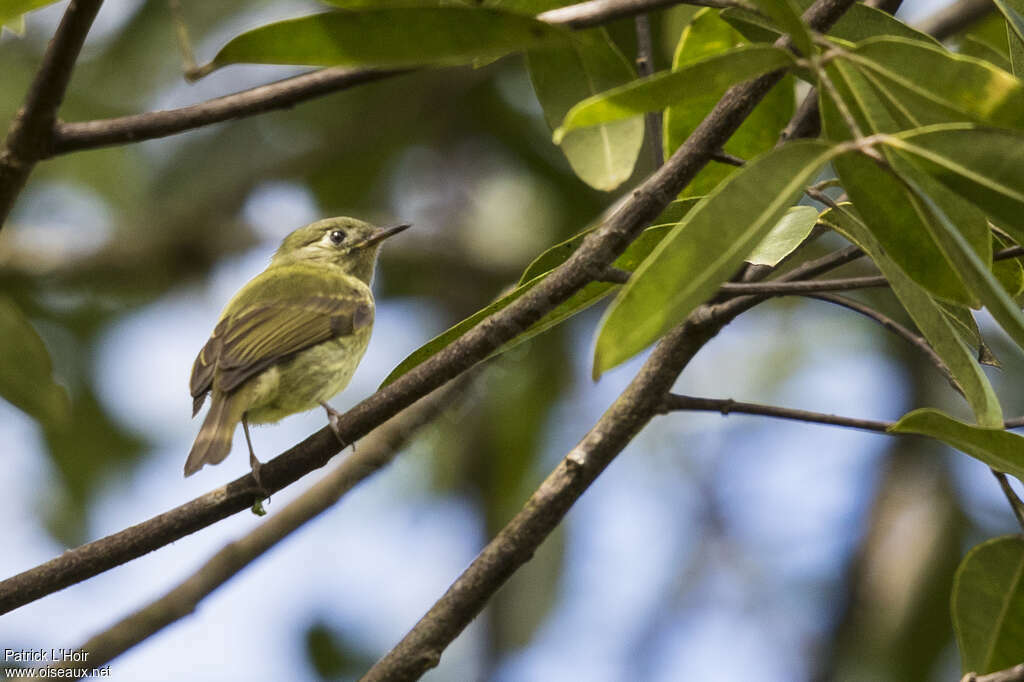 Olive-streaked Flycatcheradult