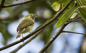 Olive-striped Flycatcher