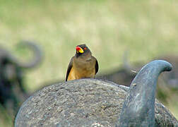 Yellow-billed Oxpecker