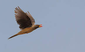 Yellow-billed Oxpecker