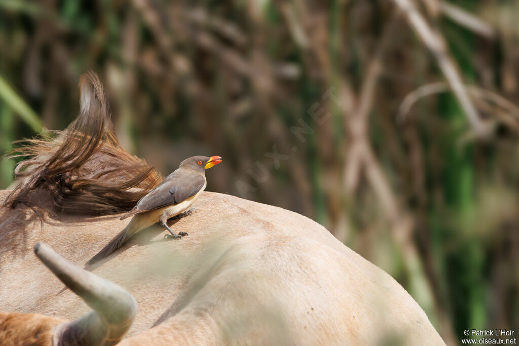 Yellow-billed Oxpecker