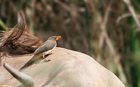 Yellow-billed Oxpecker