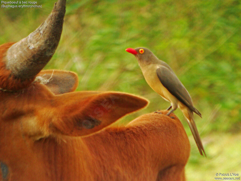 Red-billed Oxpecker