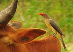 Red-billed Oxpecker