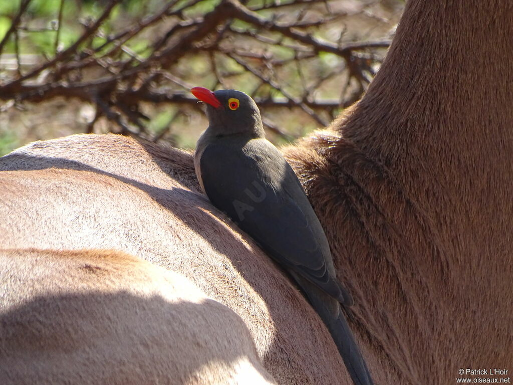 Red-billed Oxpecker