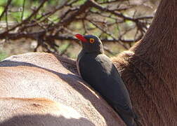 Red-billed Oxpecker