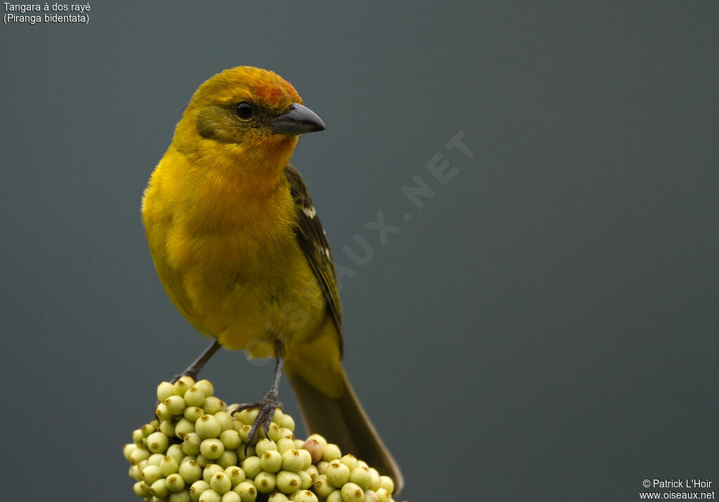 Flame-colored Tanager female, adult