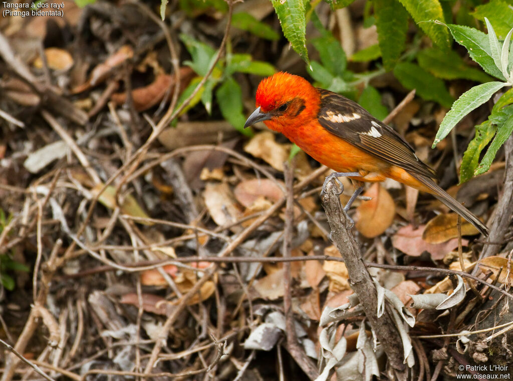 Flame-colored Tanager male, adult