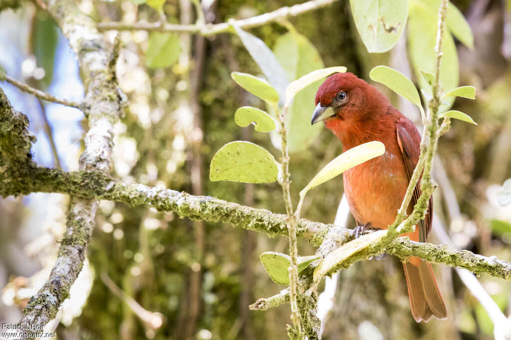 Tooth-billed Tanager male adult, identification