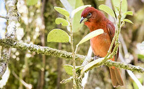 Tooth-billed Tanager