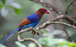 Sri Lanka Blue Magpie